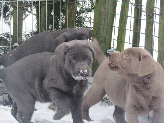 Silver store flakes labradors