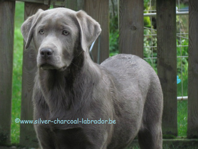 Silver charcoal clearance labrador