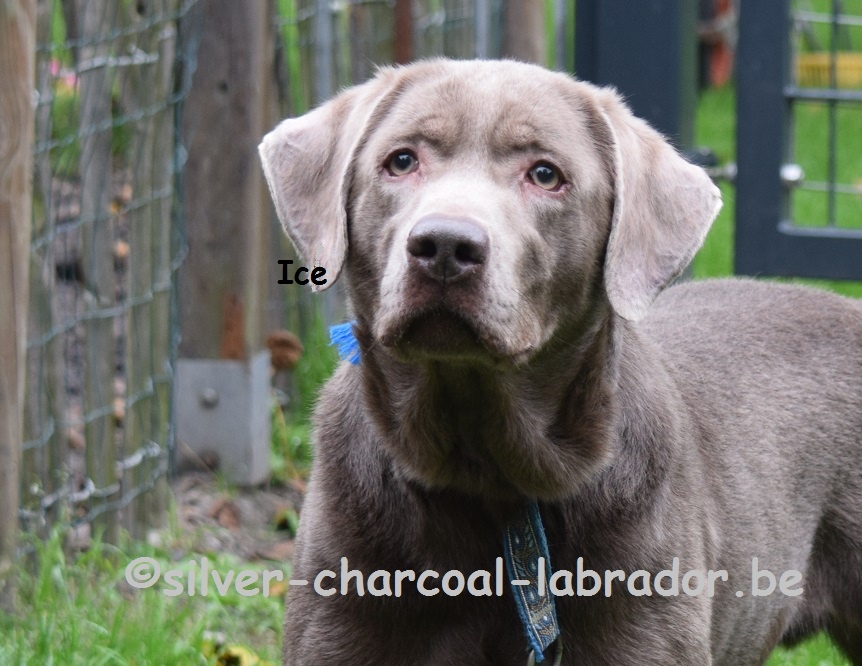 Silver flakes sale labradors