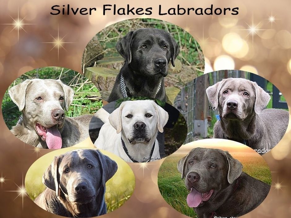 Elvis vom Silver Stern, Eike von Gold-Silber-Pfötchen, Silver Dream Kennel's Herby, Silver Dream Kennel's Sparrow, Silver Flakes X-Chunky Boy of Herby und Silver Flakes Touch of Frost Toy Boy