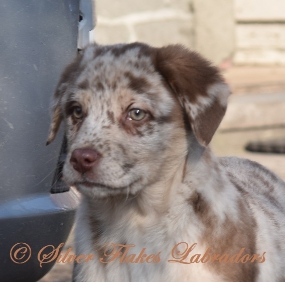 Leopard labrador store