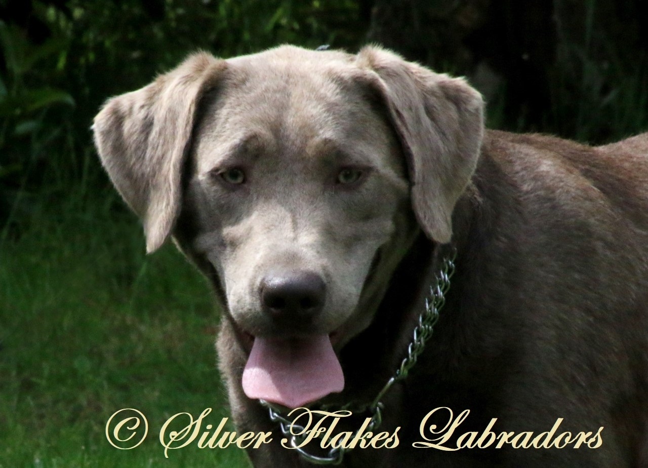 Silver flakes sale labradors