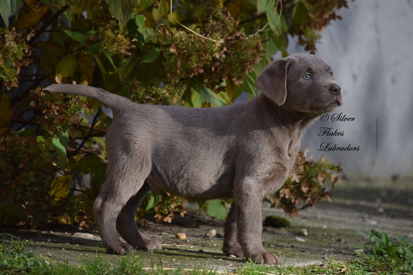 Silver charcoal hot sale labrador